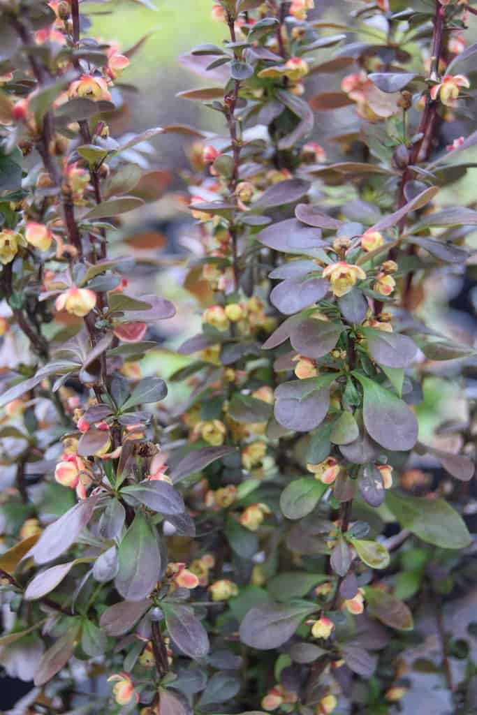 Berberis thunbergii 30-40 cm